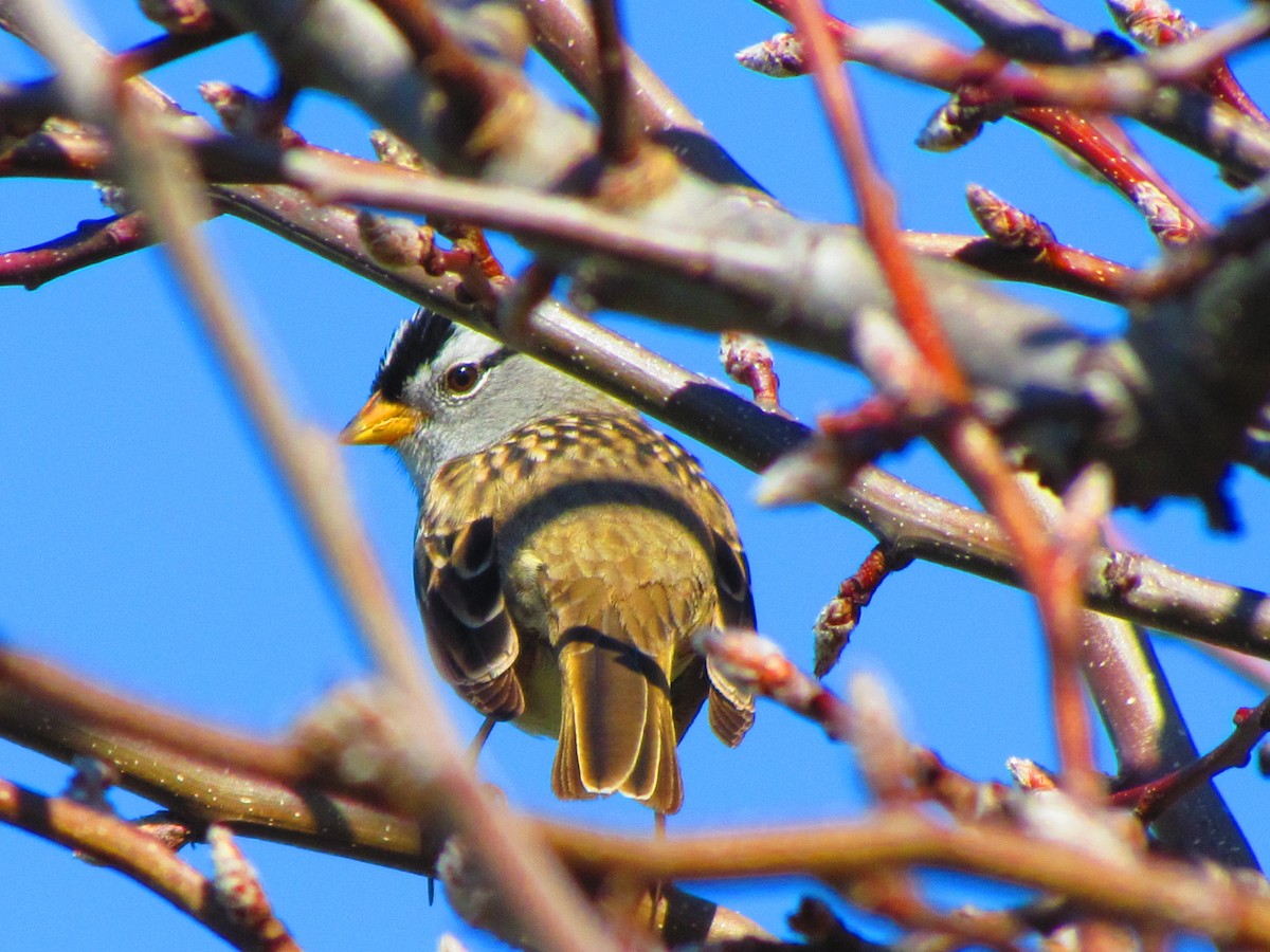 White-crowned Sparrow - ML632733805