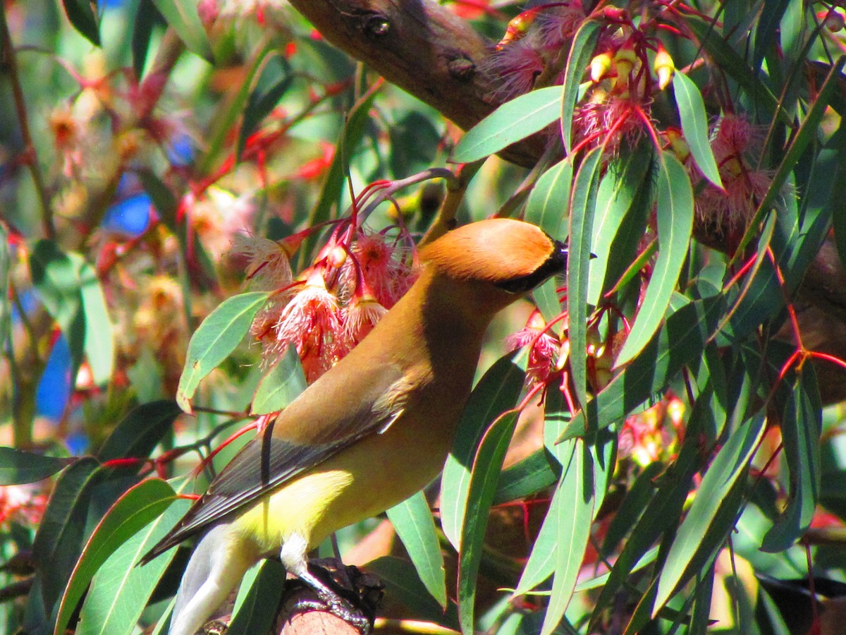 Cedar Waxwing - ML632733827