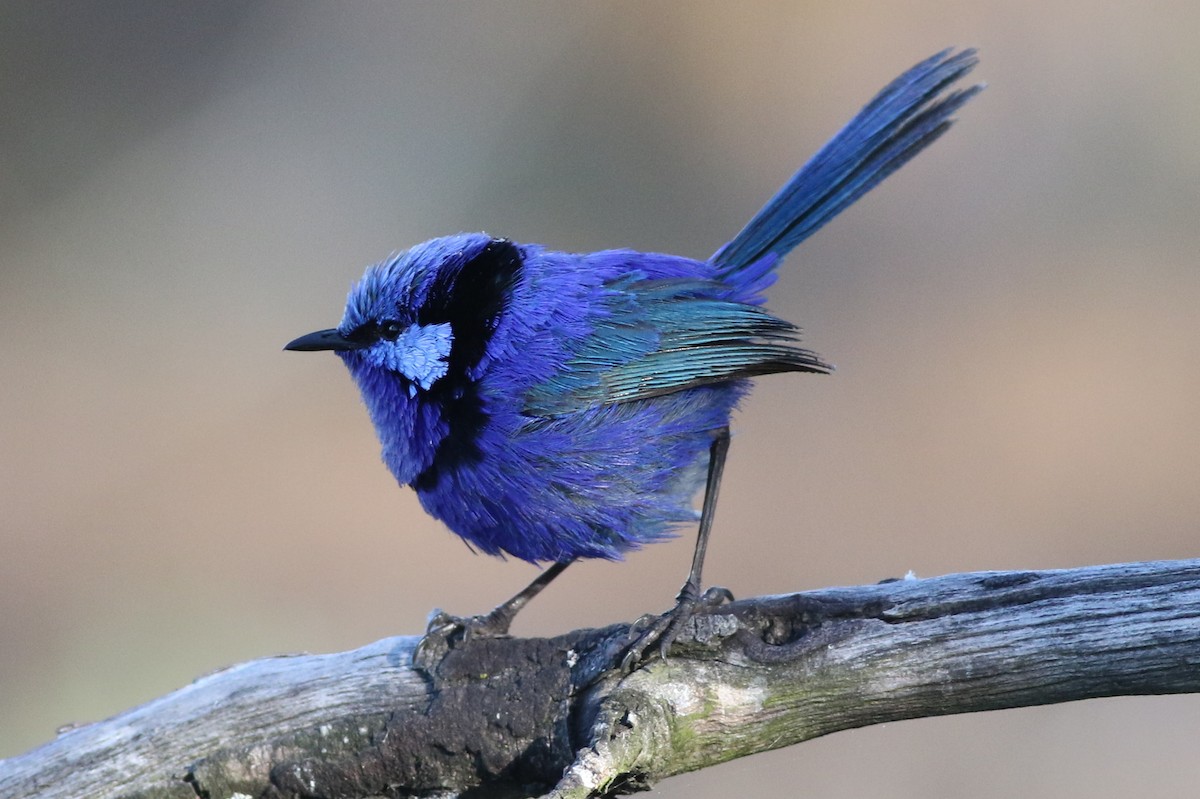 Splendid Fairywren - ML632733848