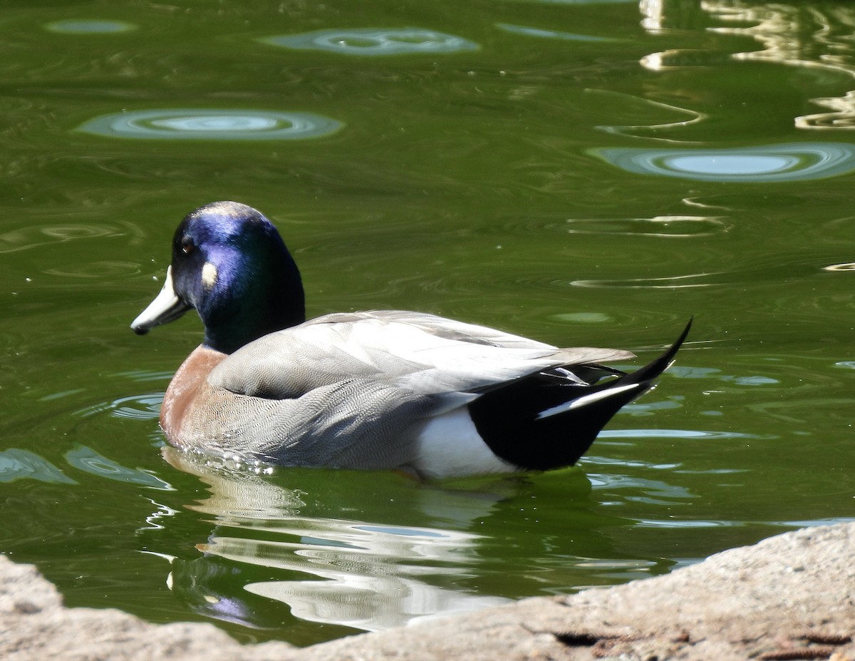 Hybride Canard d'Amérique x C. colvert - ML632733856