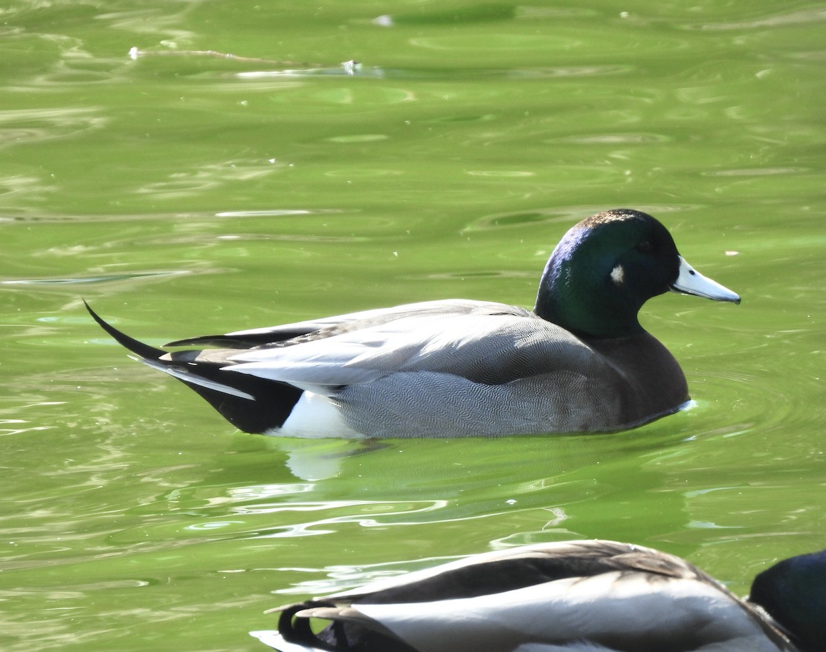 Hybride Canard d'Amérique x C. colvert - ML632733883
