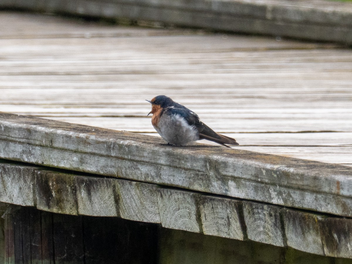 Welcome Swallow - ML632733893