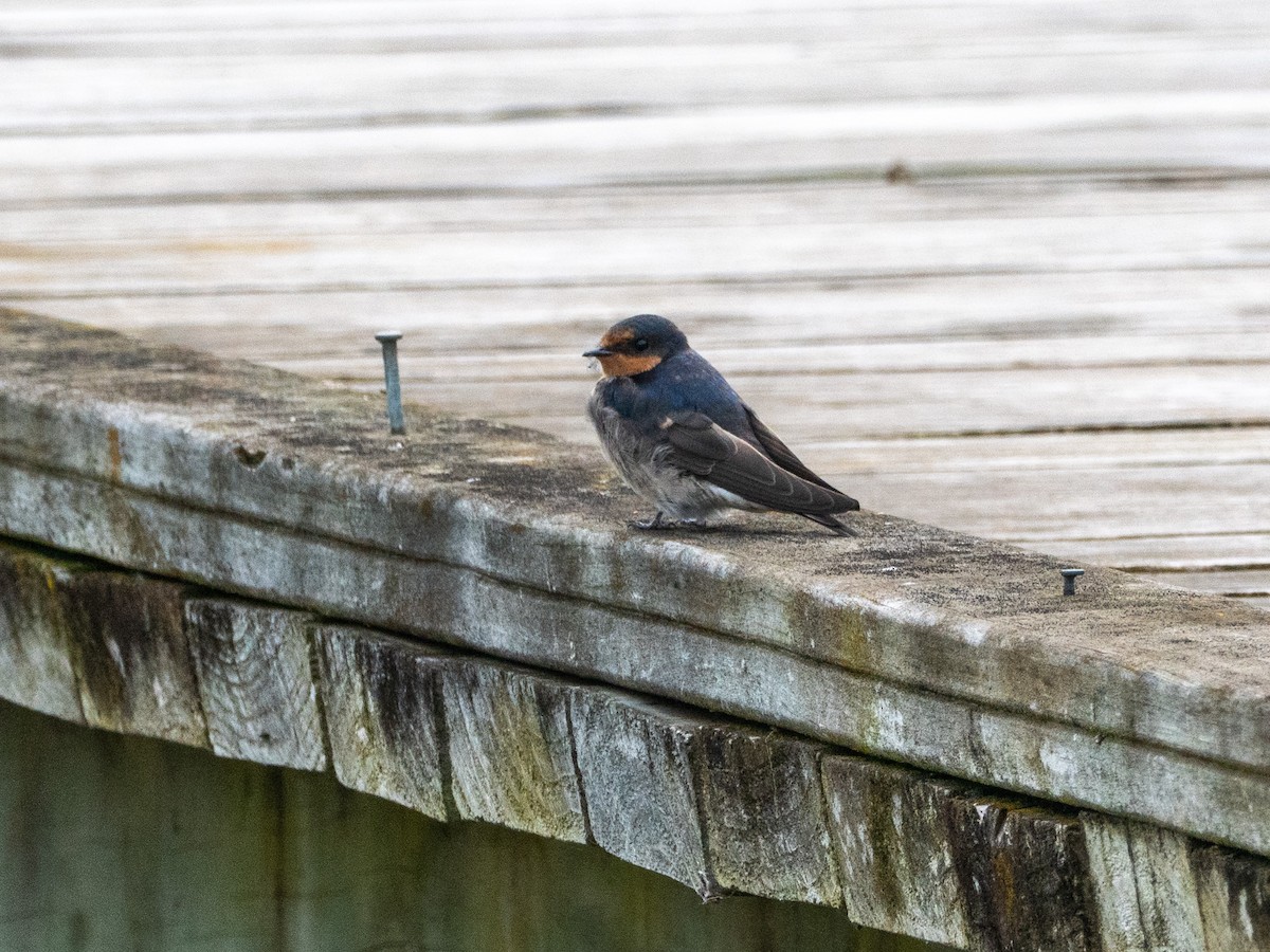 Welcome Swallow - ML632733894