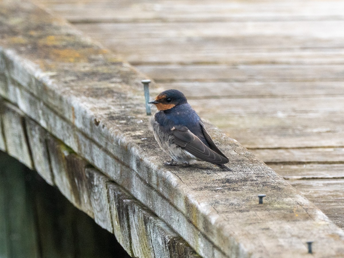 Welcome Swallow - ML632733895