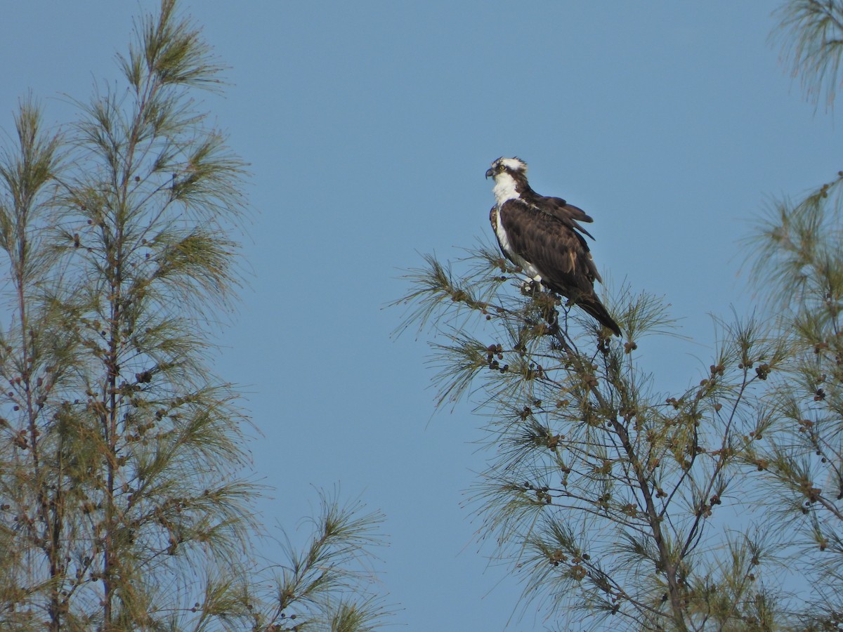 Osprey - ML632733940