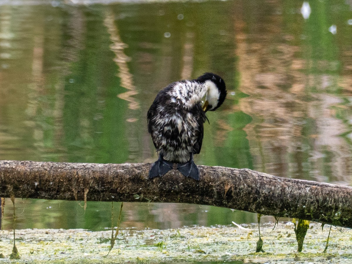 Little Pied Cormorant - ML632734066