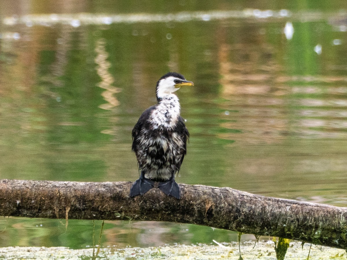 Little Pied Cormorant - ML632734067