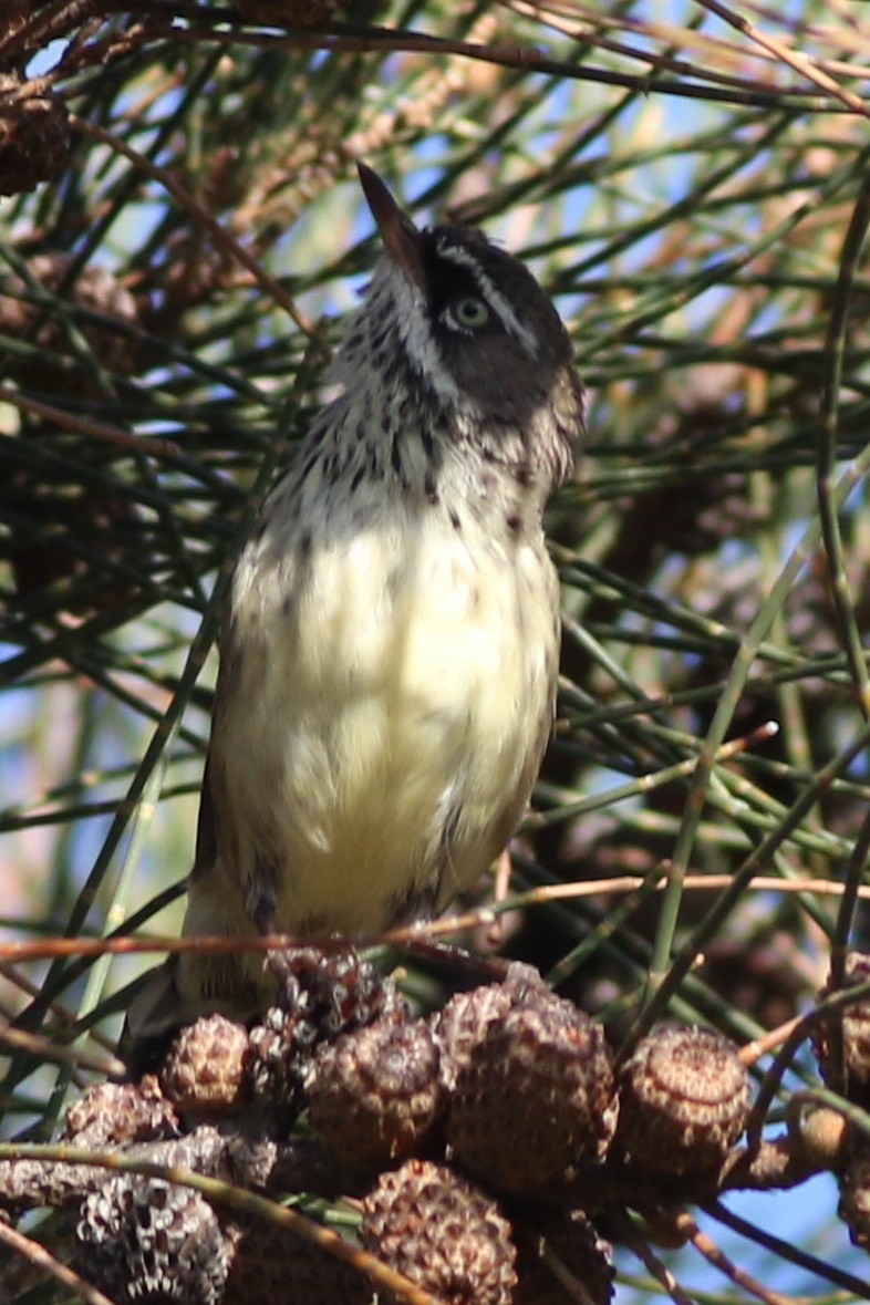 Spotted Scrubwren - ML632734069