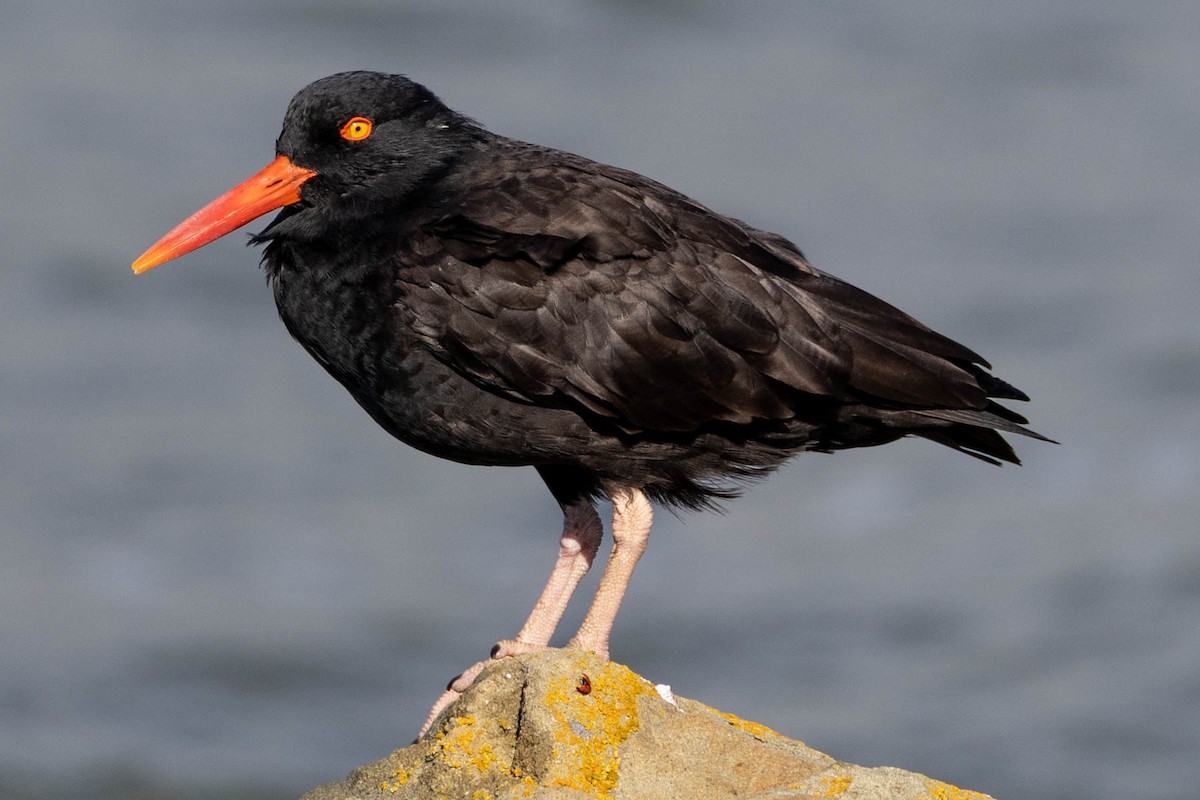 Black Oystercatcher - ML632734122