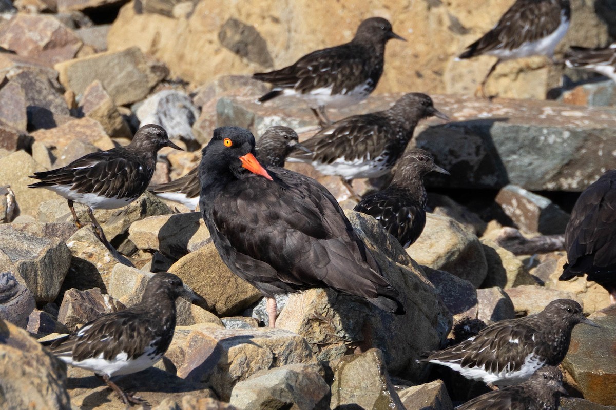 Black Oystercatcher - ML632734123