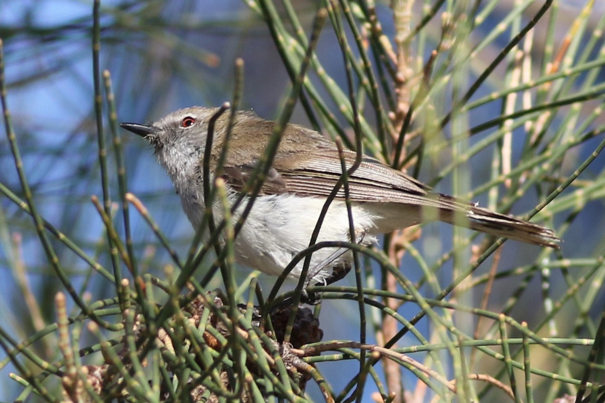 Western Gerygone - ML632734131
