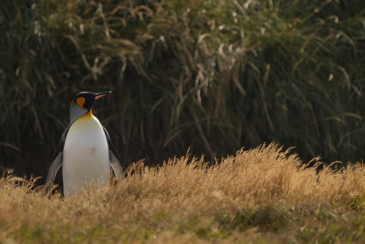 King Penguin - ML632734155