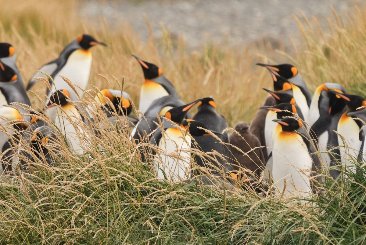 King Penguin - ML632734156