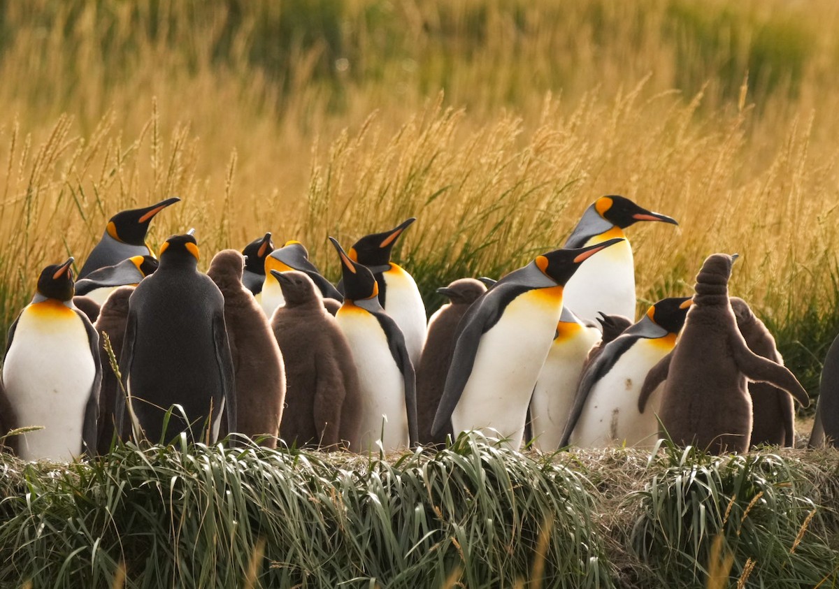 King Penguin - ML632734157