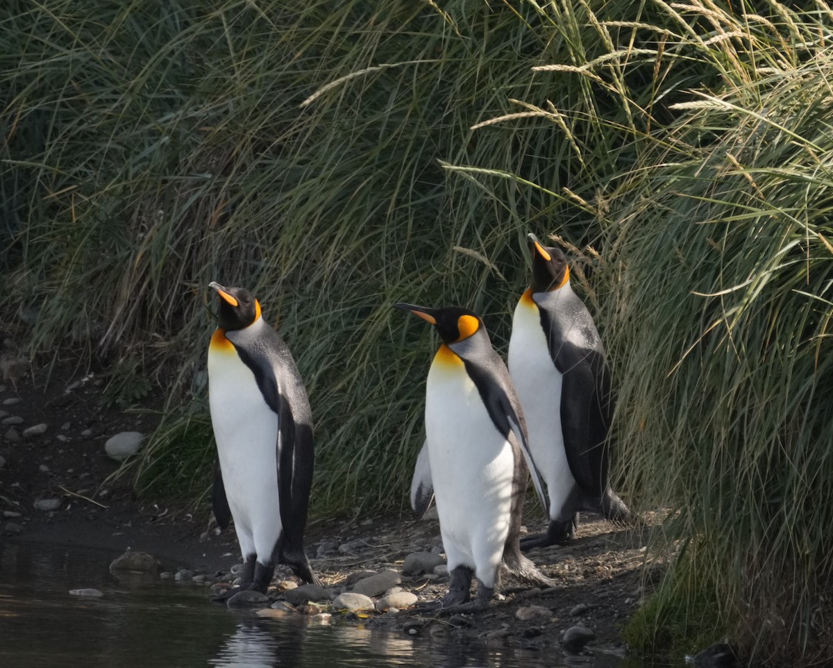 King Penguin - ML632734158