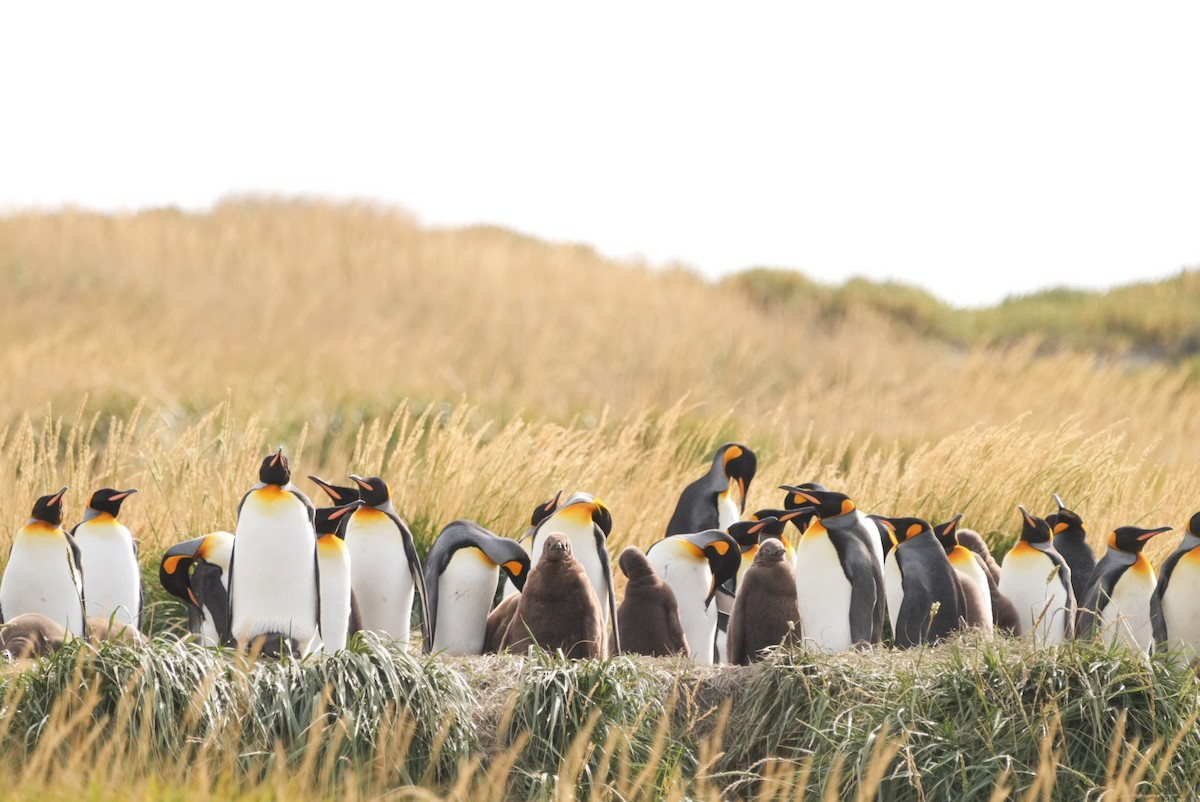 King Penguin - ML632734159