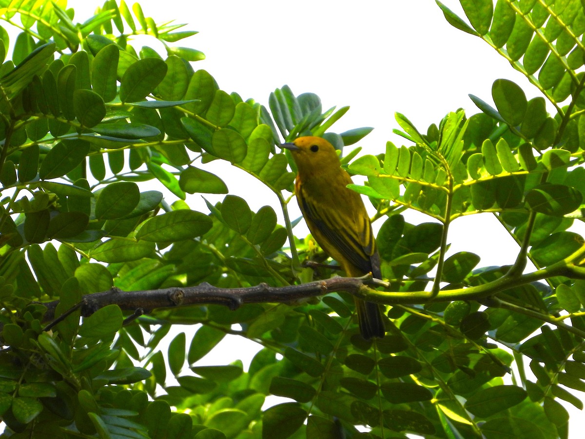 Yellow Warbler - ML632734397