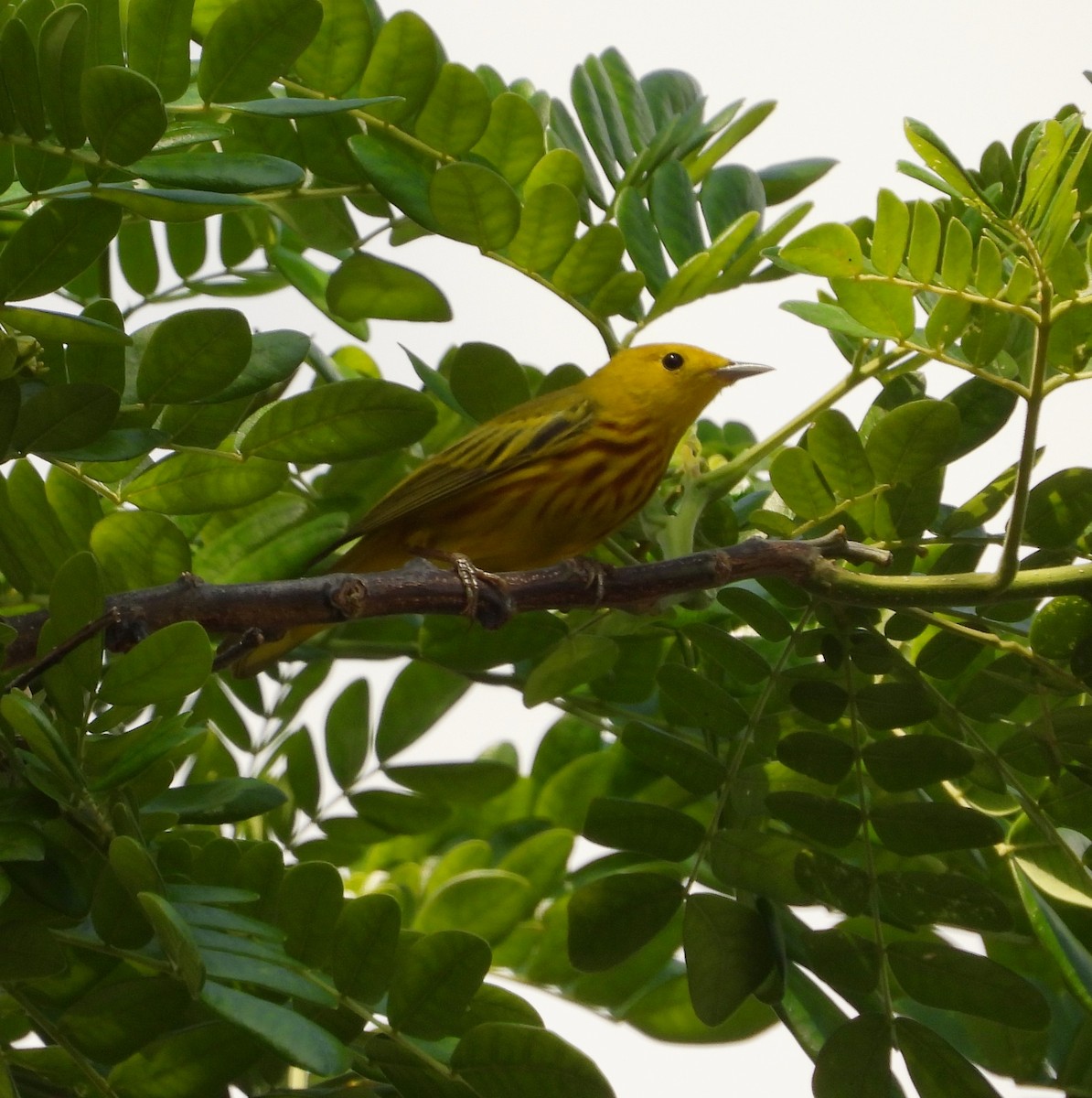 Yellow Warbler - ML632734398