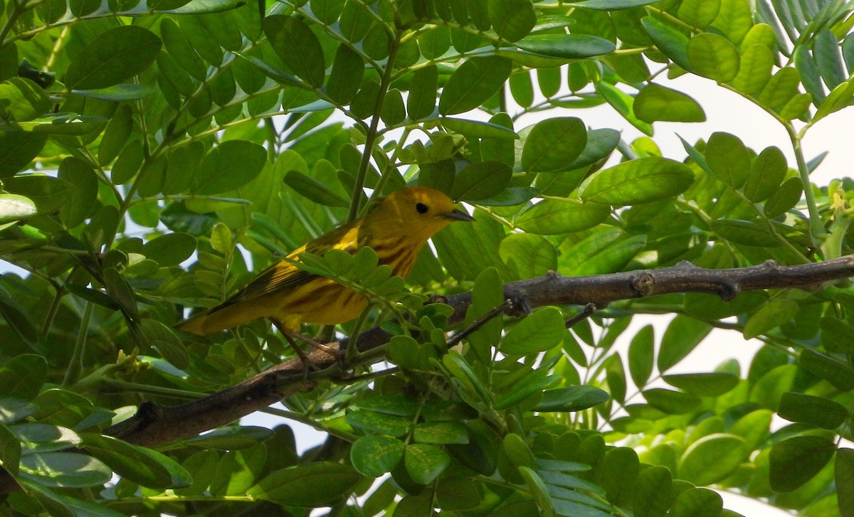 Yellow Warbler - ML632734458
