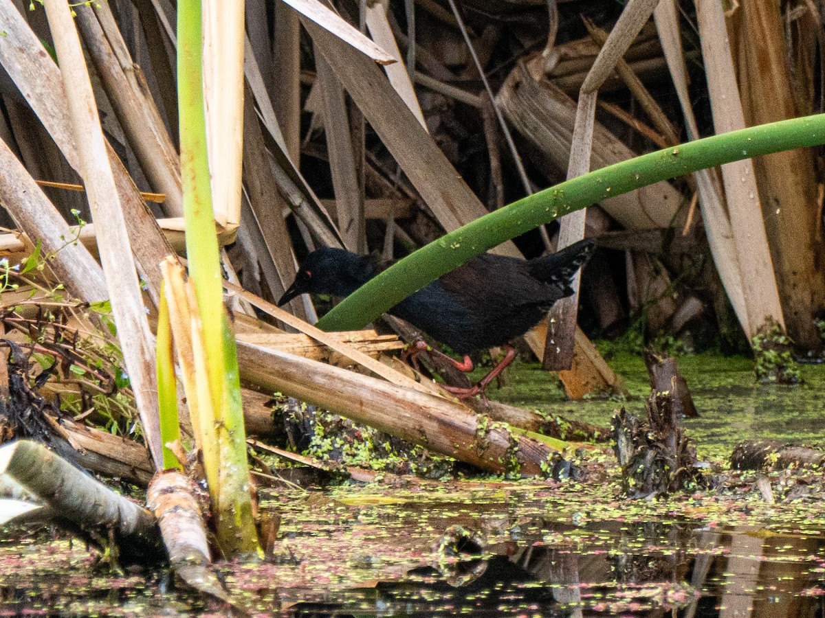 Spotless Crake - ML632734612