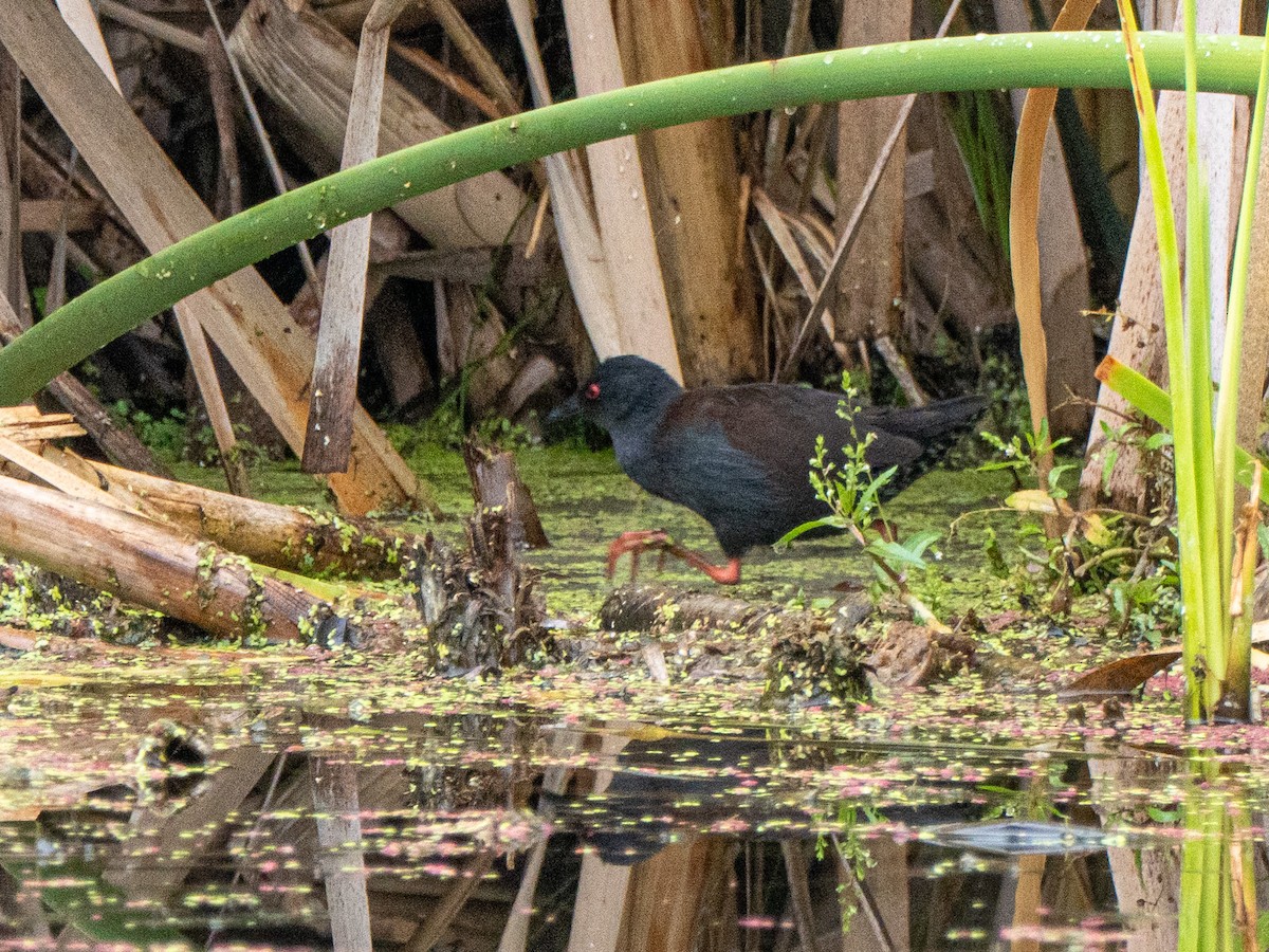 Spotless Crake - ML632734615