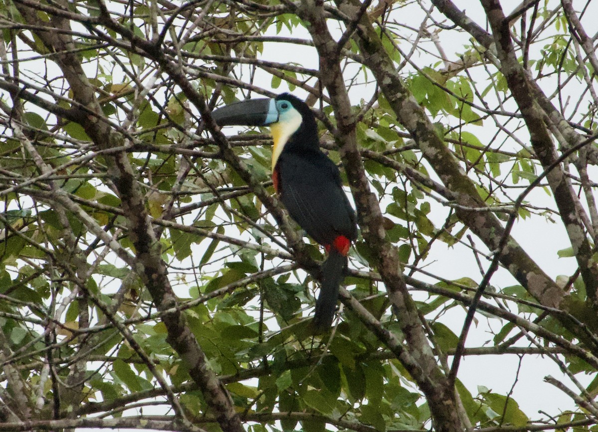 Channel-billed Toucan - ML632734771
