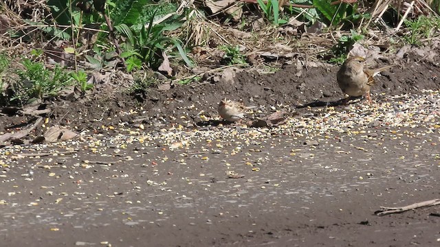 Clay-colored Sparrow - ML632734865