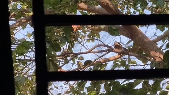 Yellow-billed Babbler - ML632735004