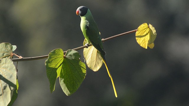 Slaty-headed Parakeet - ML632735106