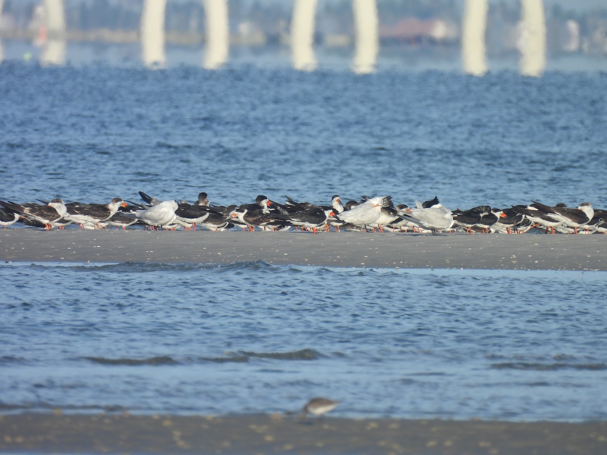 Royal Tern - ML632735160