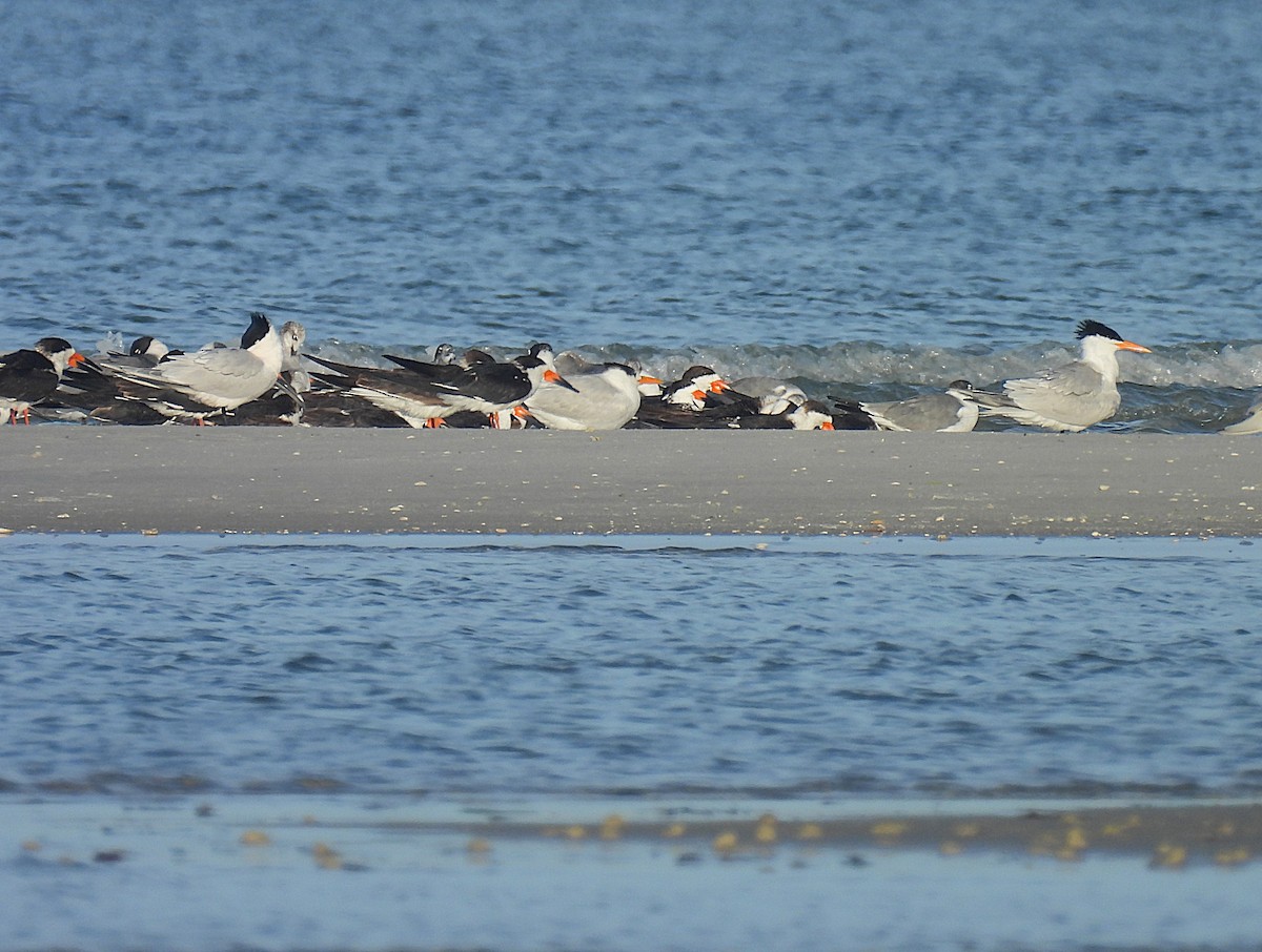 Royal Tern - ML632735169