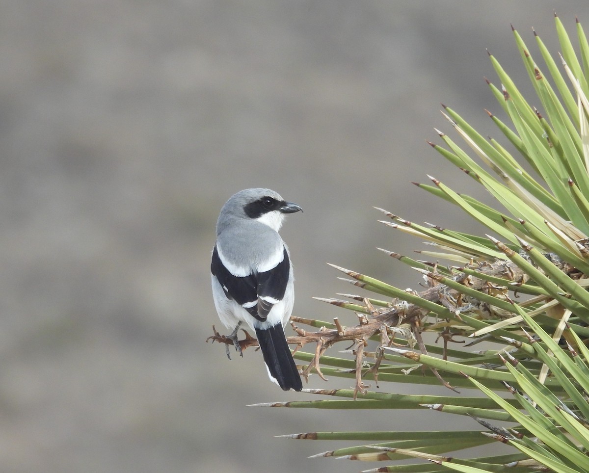 Loggerhead Shrike - ML632735241