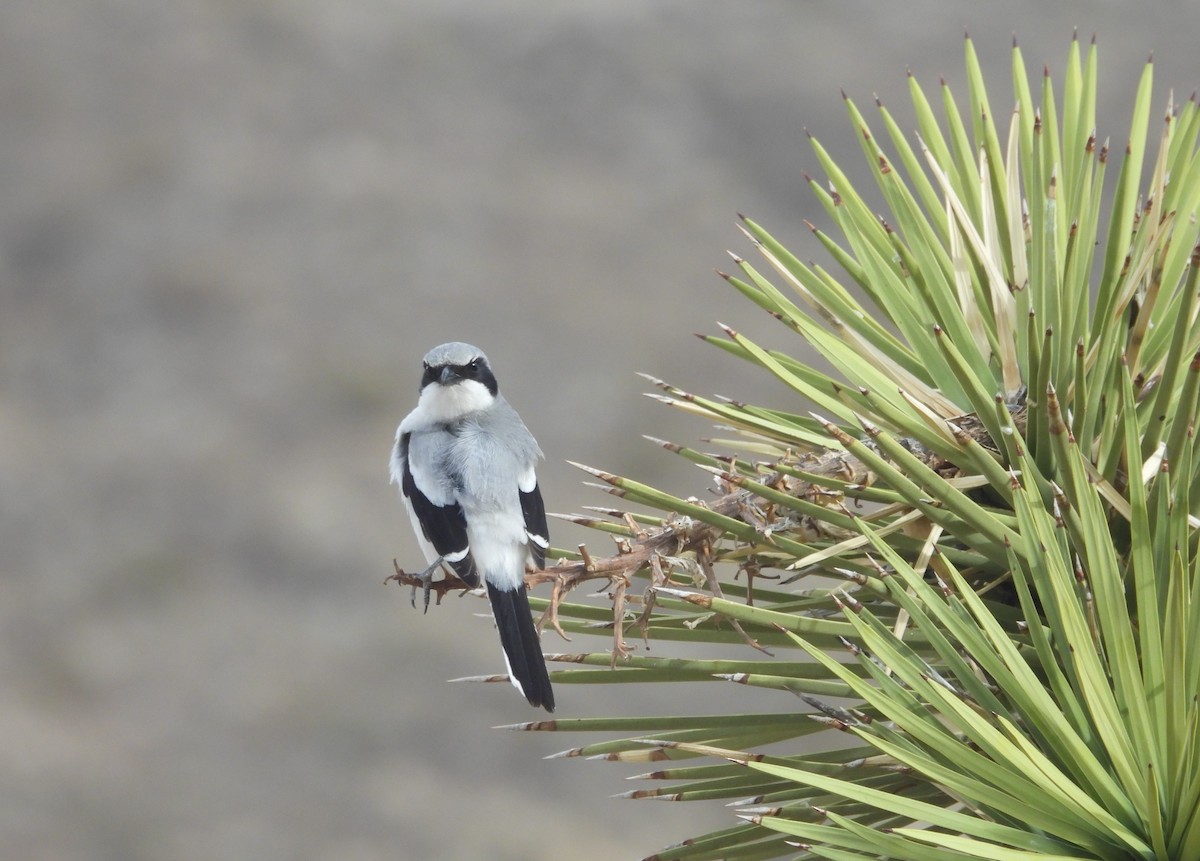 Loggerhead Shrike - ML632735248