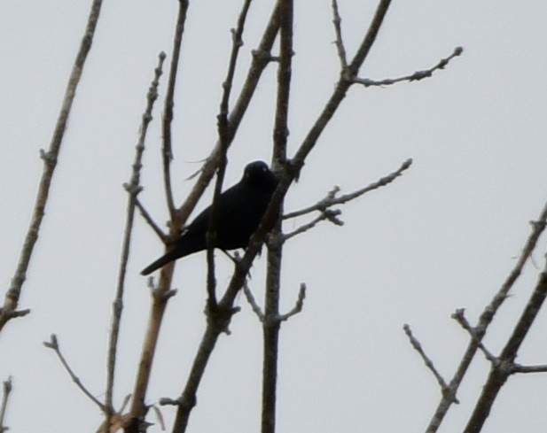 Rusty Blackbird - ML632735308
