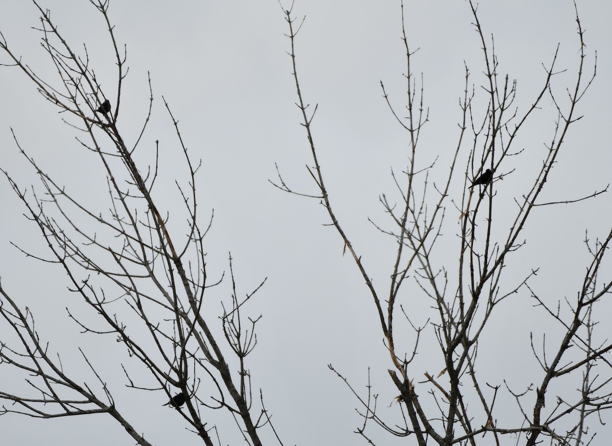 Rusty Blackbird - ML632735309