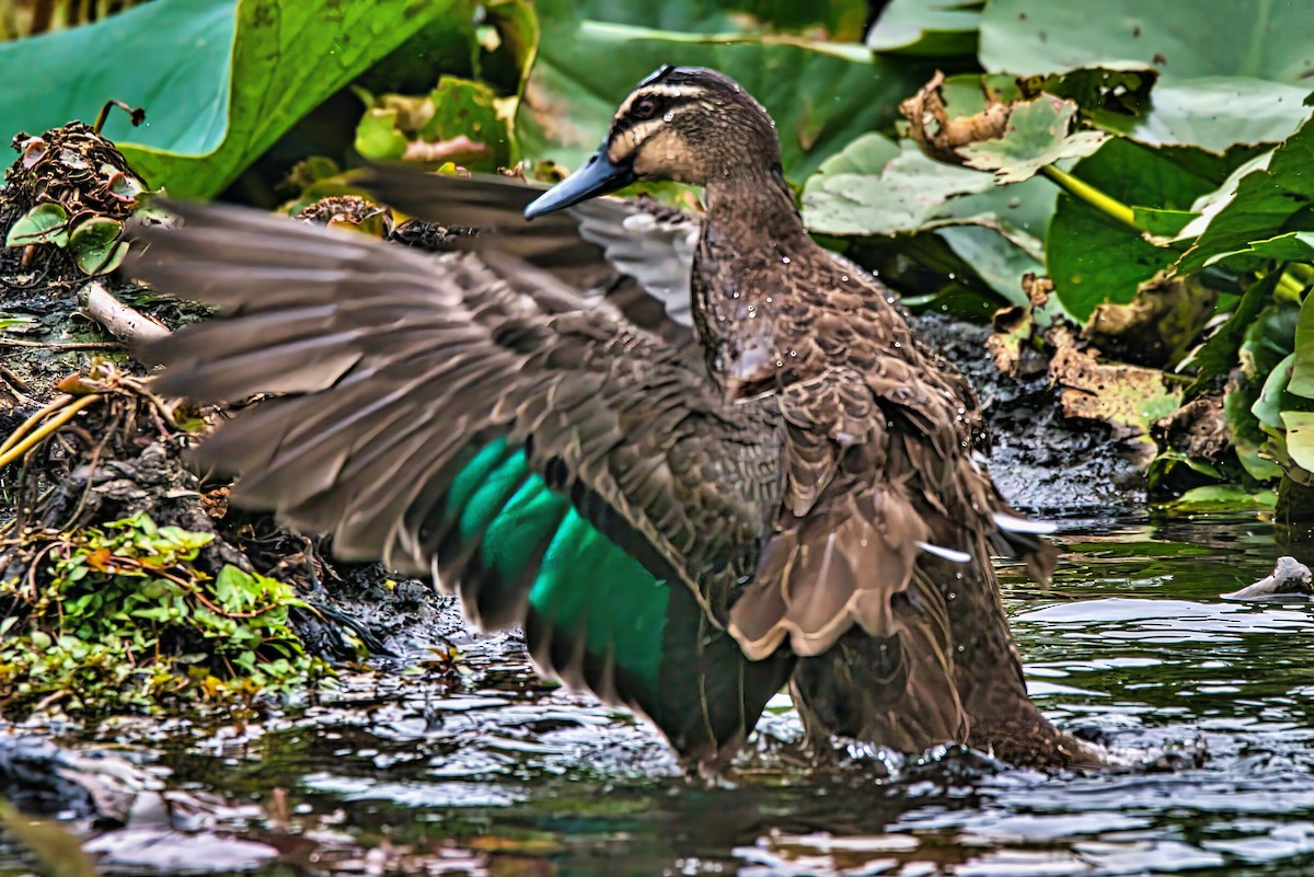 Pacific Black Duck - ML632735505