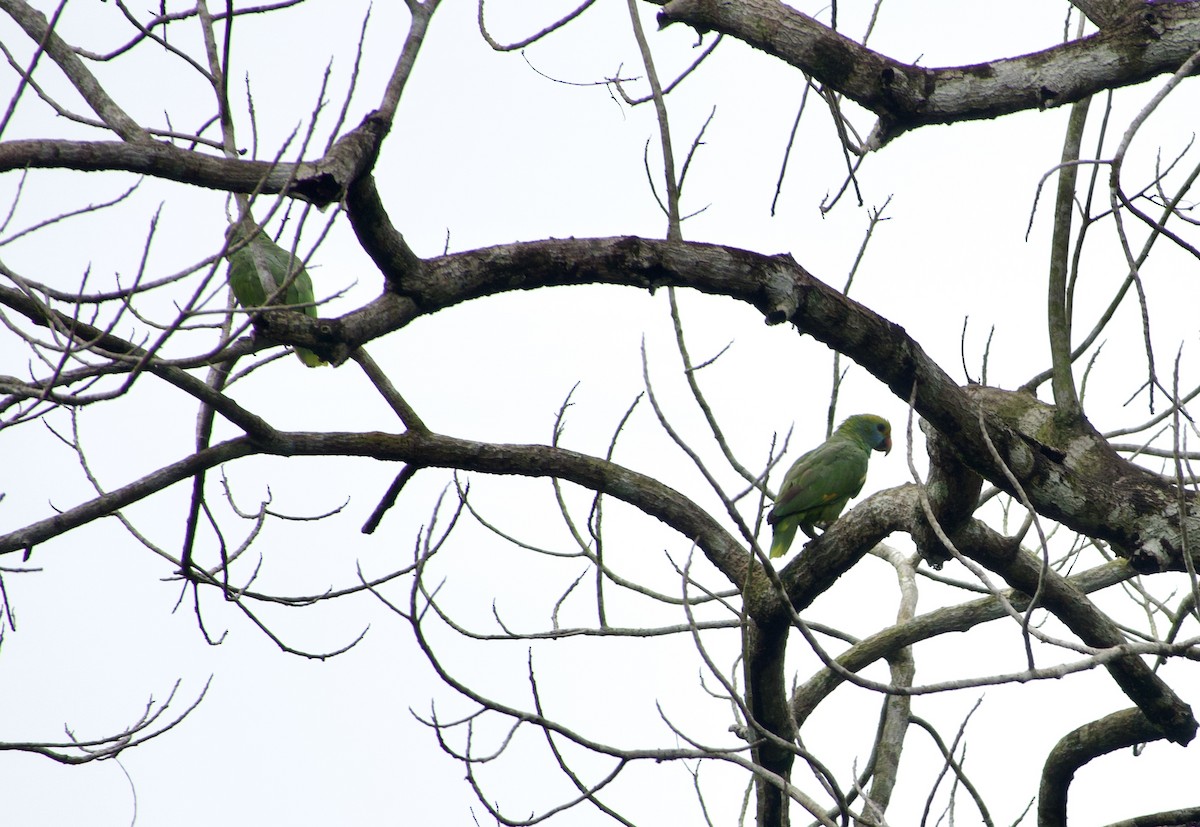Blue-cheeked Amazon - ML632735555