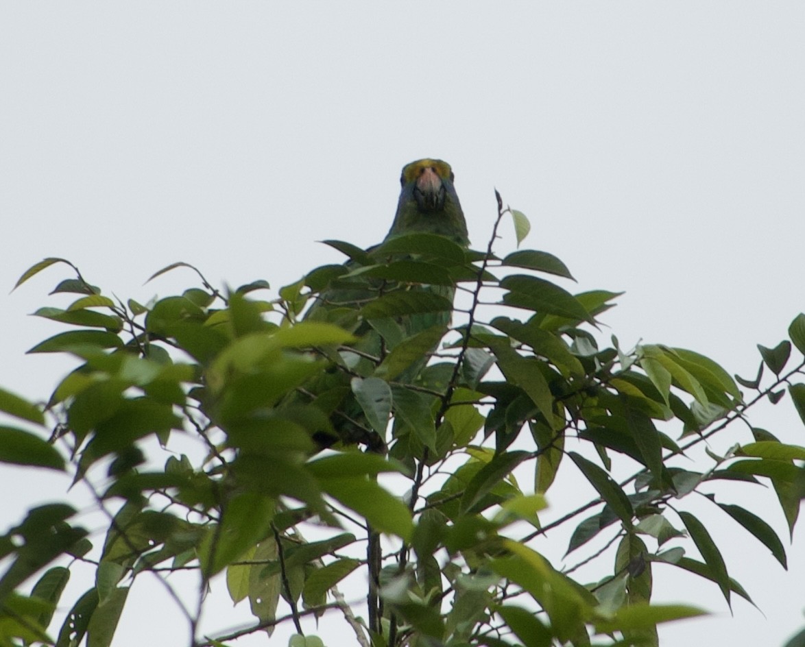 Blue-cheeked Amazon - ML632735556