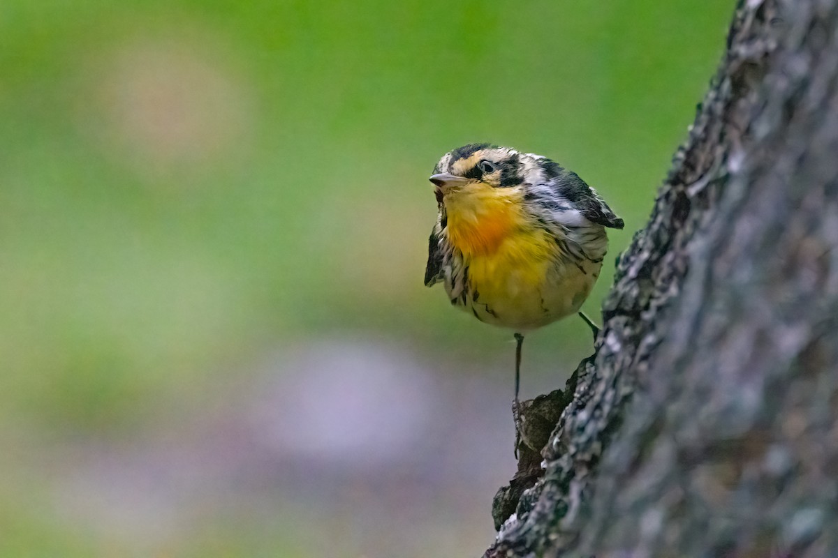 Blackburnian Warbler - ML632735591