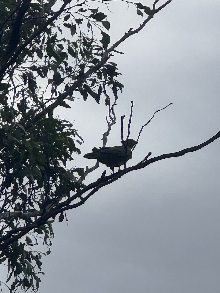 Pacific Baza - ML632735738