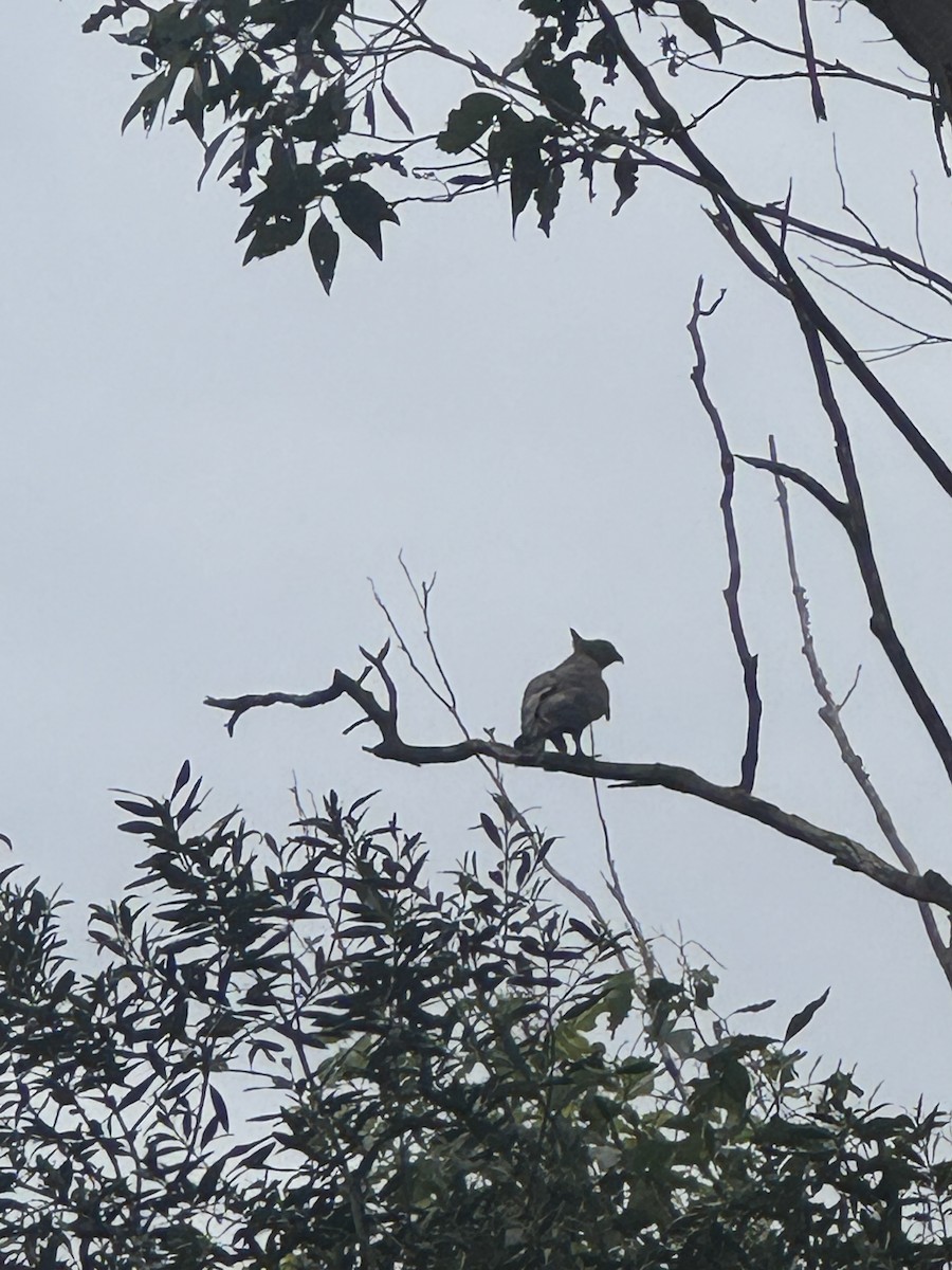 Pacific Baza - ML632735739