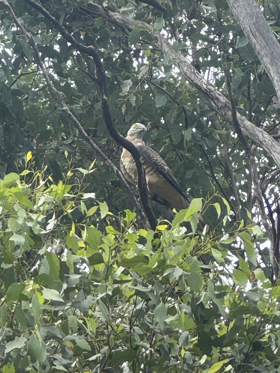 Pacific Baza - ML632735740