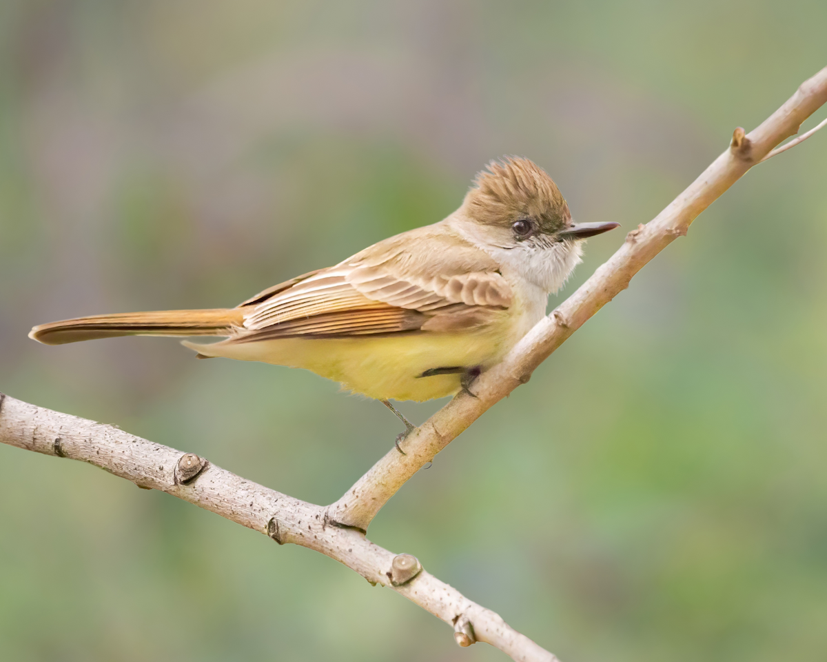 Dusky-capped Flycatcher - ML632735749