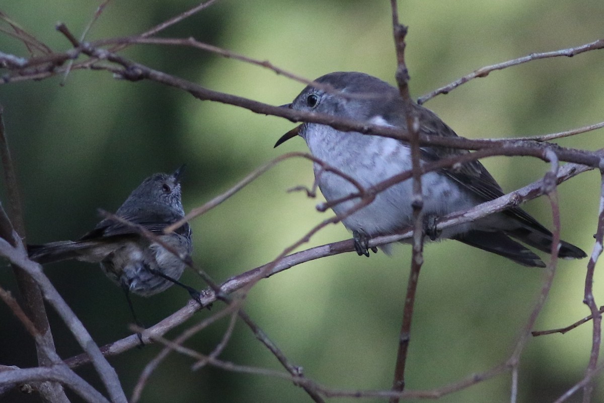 Shining Bronze-Cuckoo - ML632735809
