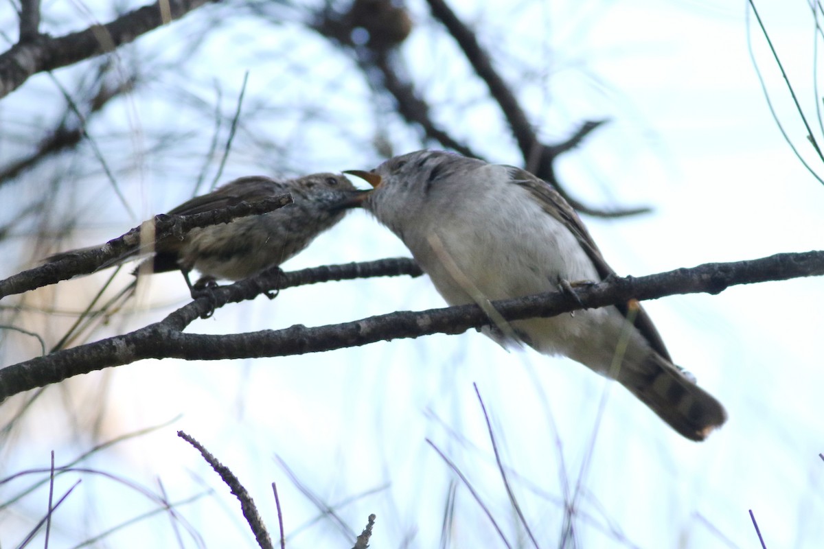 Shining Bronze-Cuckoo - ML632735810