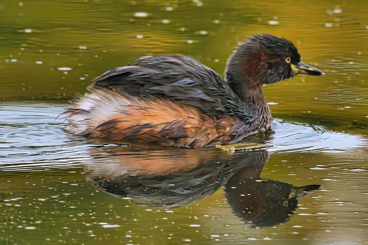 Australasian Grebe - ML632735839