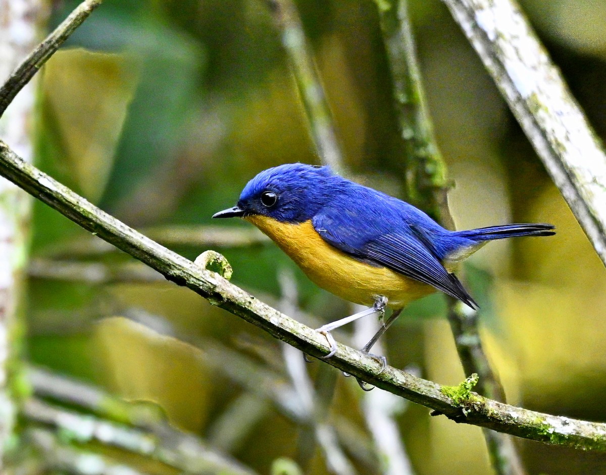 Pygmy Flycatcher - ML632736033