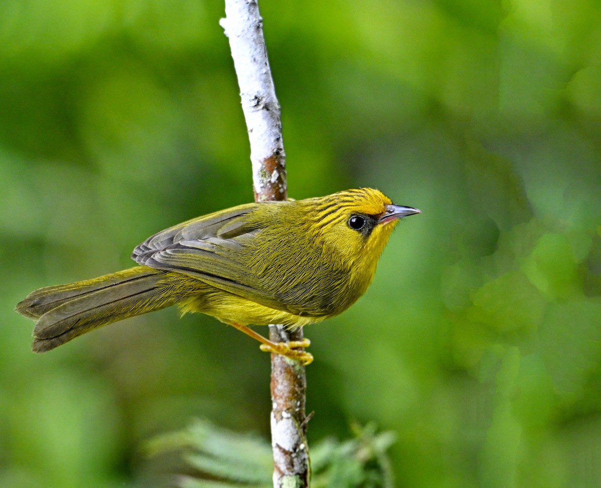 Golden Babbler - ML632736035