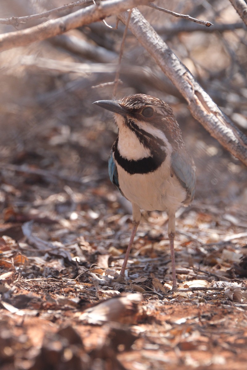 Long-tailed Ground-Roller - ML632736129