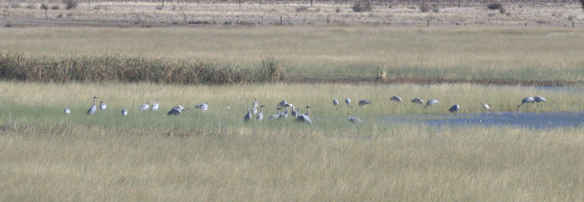 eBird Checklist - 27 Mar 2025 - Greens Lake, Corop - 25 species
